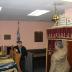 Photographs of the Interior of the Roselawn Synagogue (Agudath Achim), Cincinnati, Ohio